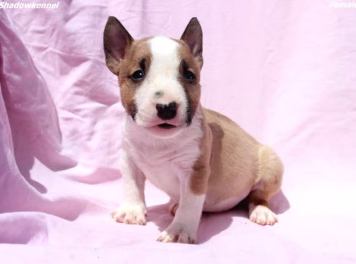 American bully puppies WhatsApp:( +63-945-135-8253 )