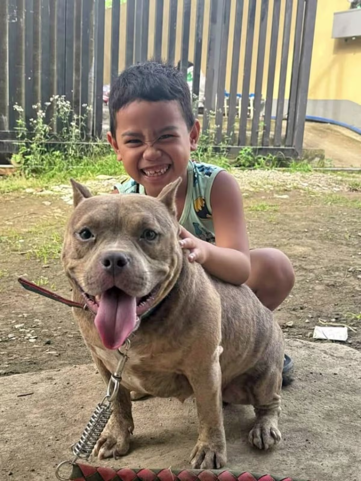 American Bully for sale