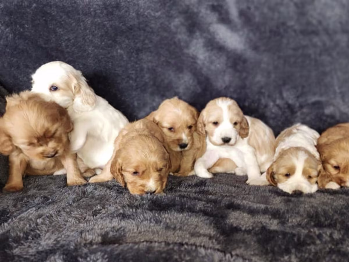 Stunning American Cocker Spaniel Puppies
