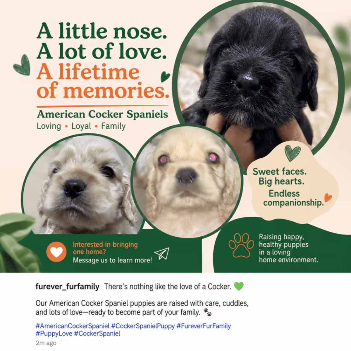 Pure Breed American Cocker Spaniels