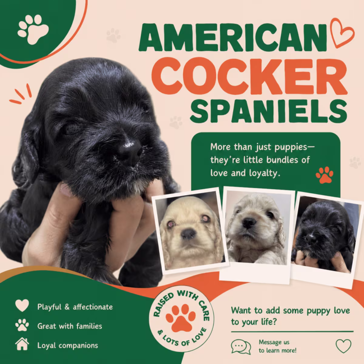 Pure Breed American Cocker Spaniels 2