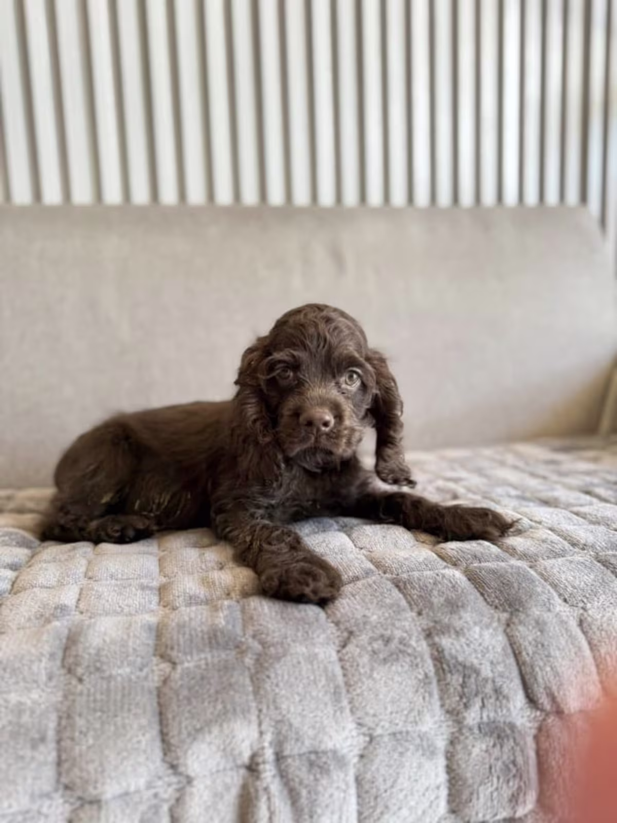 American Cocker Spaniel Puppies for Rehoming