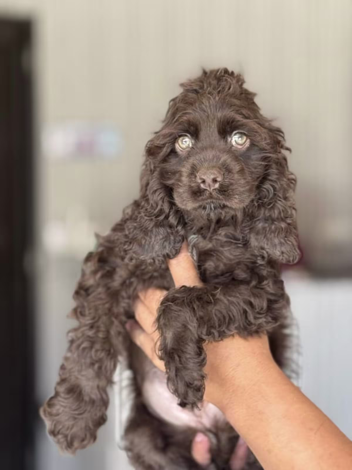 American Cocker Spaniel Puppies for Rehoming 3