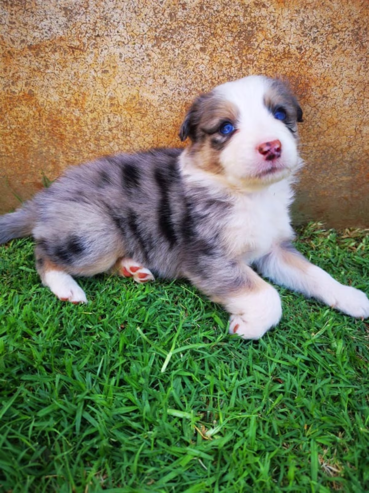 Australian Shepherd puppy's
