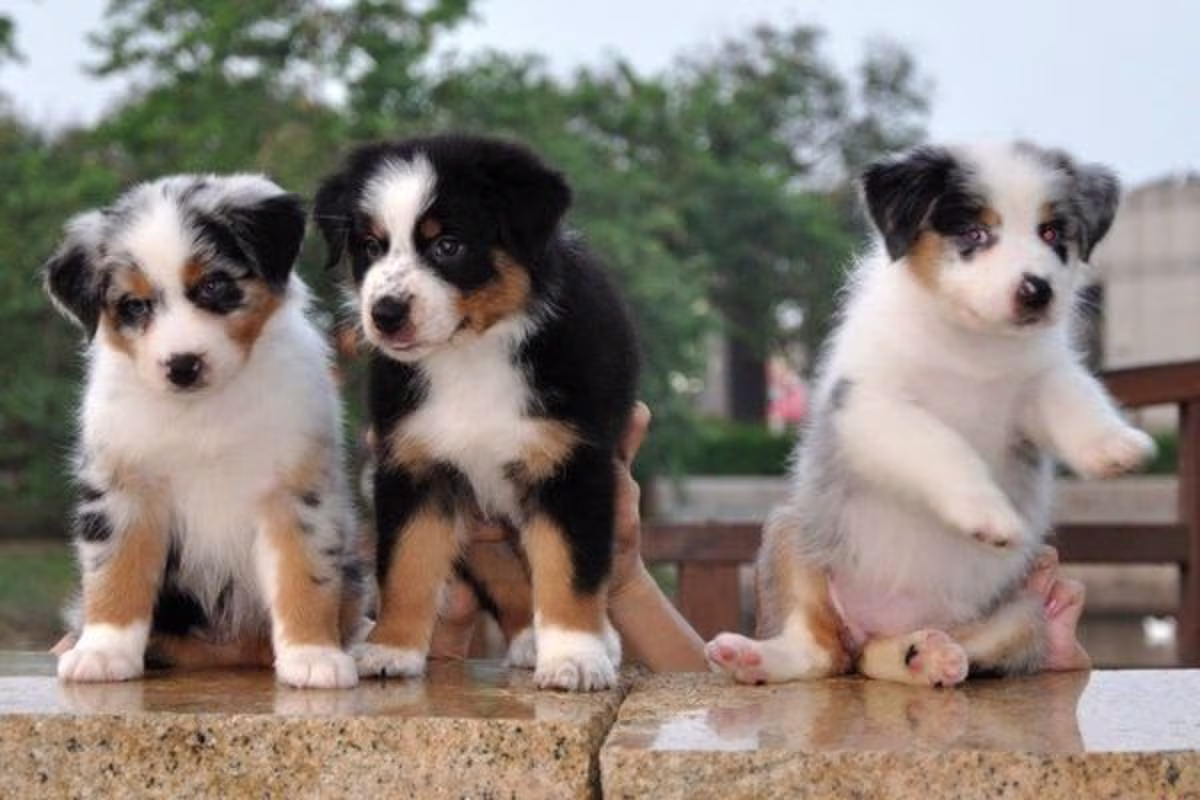 Australian Shepherd puppy's