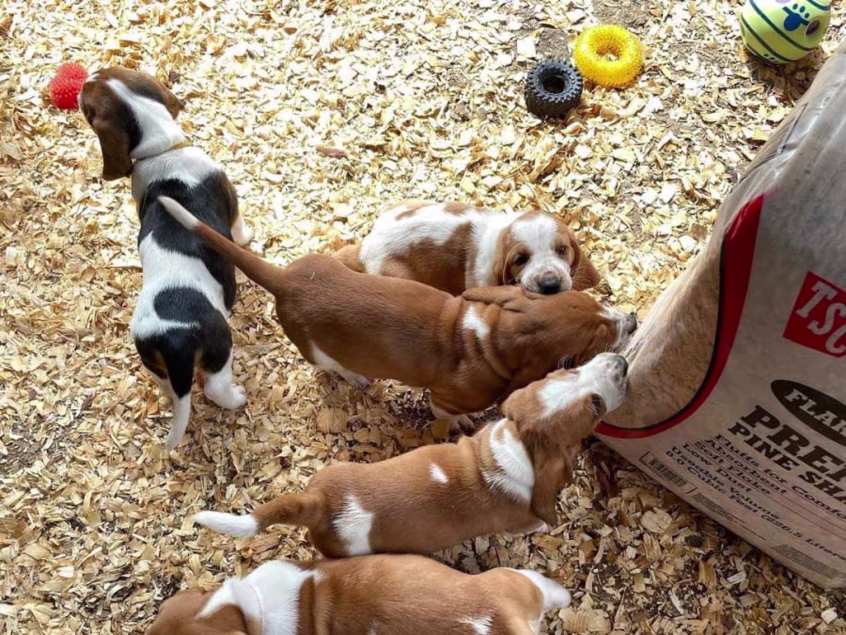 Quality KC Basset puppies