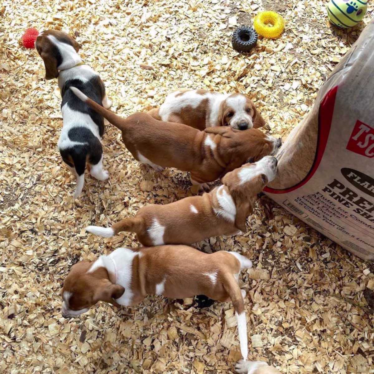 Quality KC Basset puppies