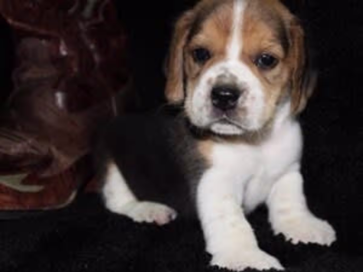 Male and female beagle puppies 