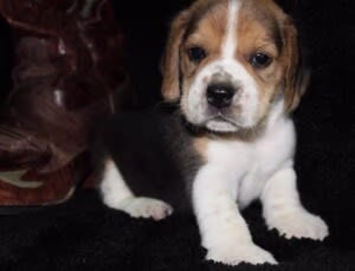 Male and female beagle puppies 