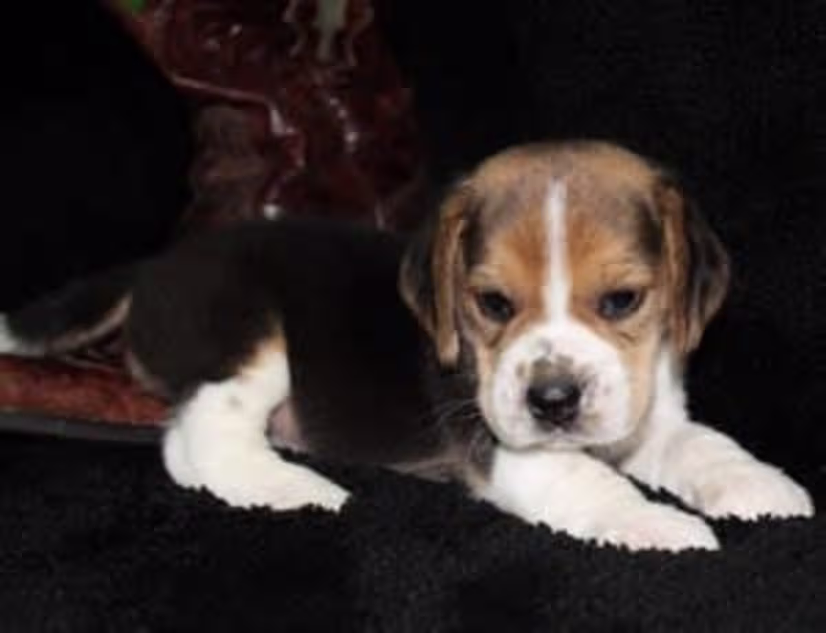 Male and female beagle puppies  2