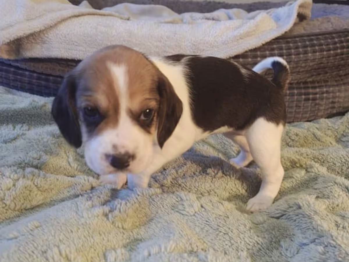 Stunning Beagle puppies
