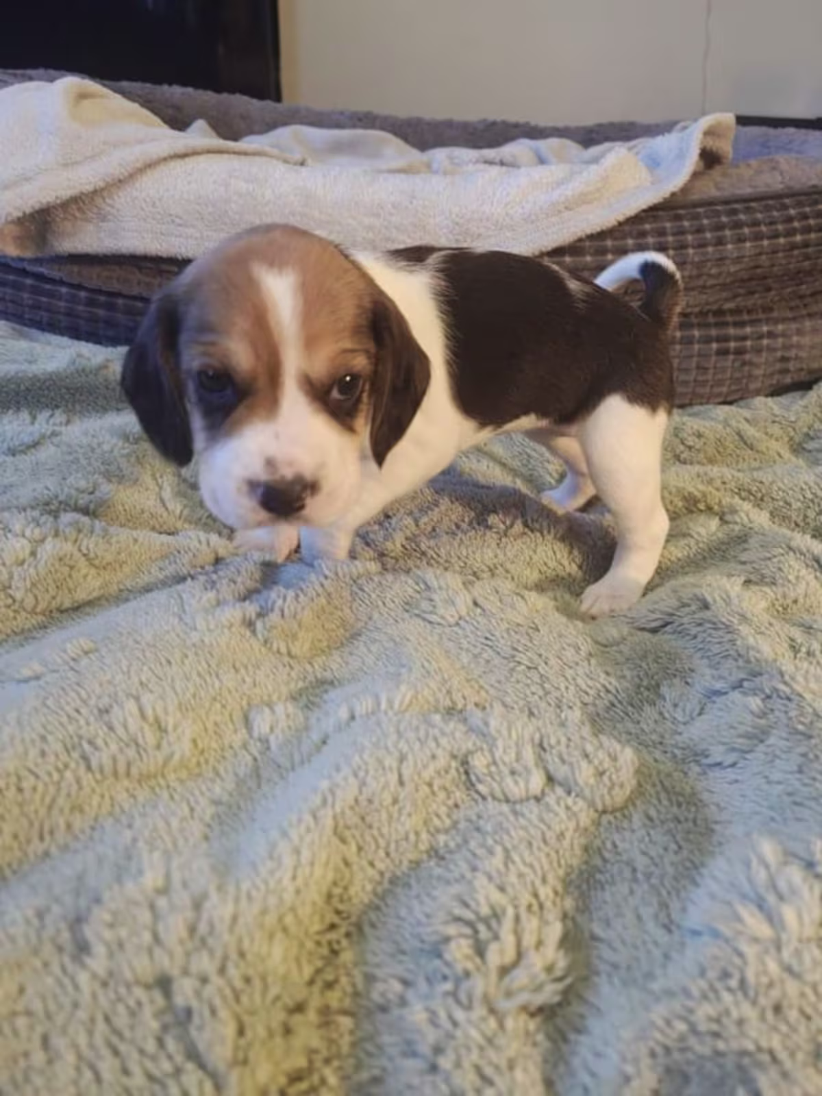 Stunning Beagle puppies