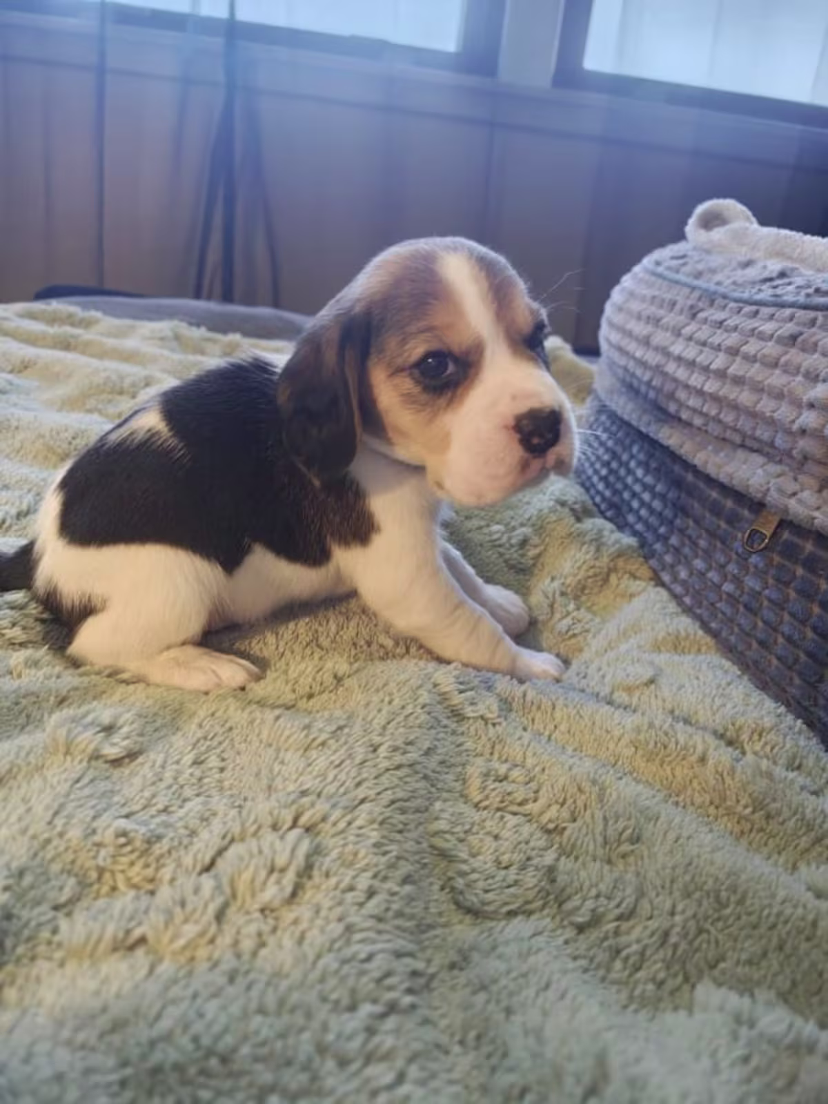 Stunning Beagle puppies 2