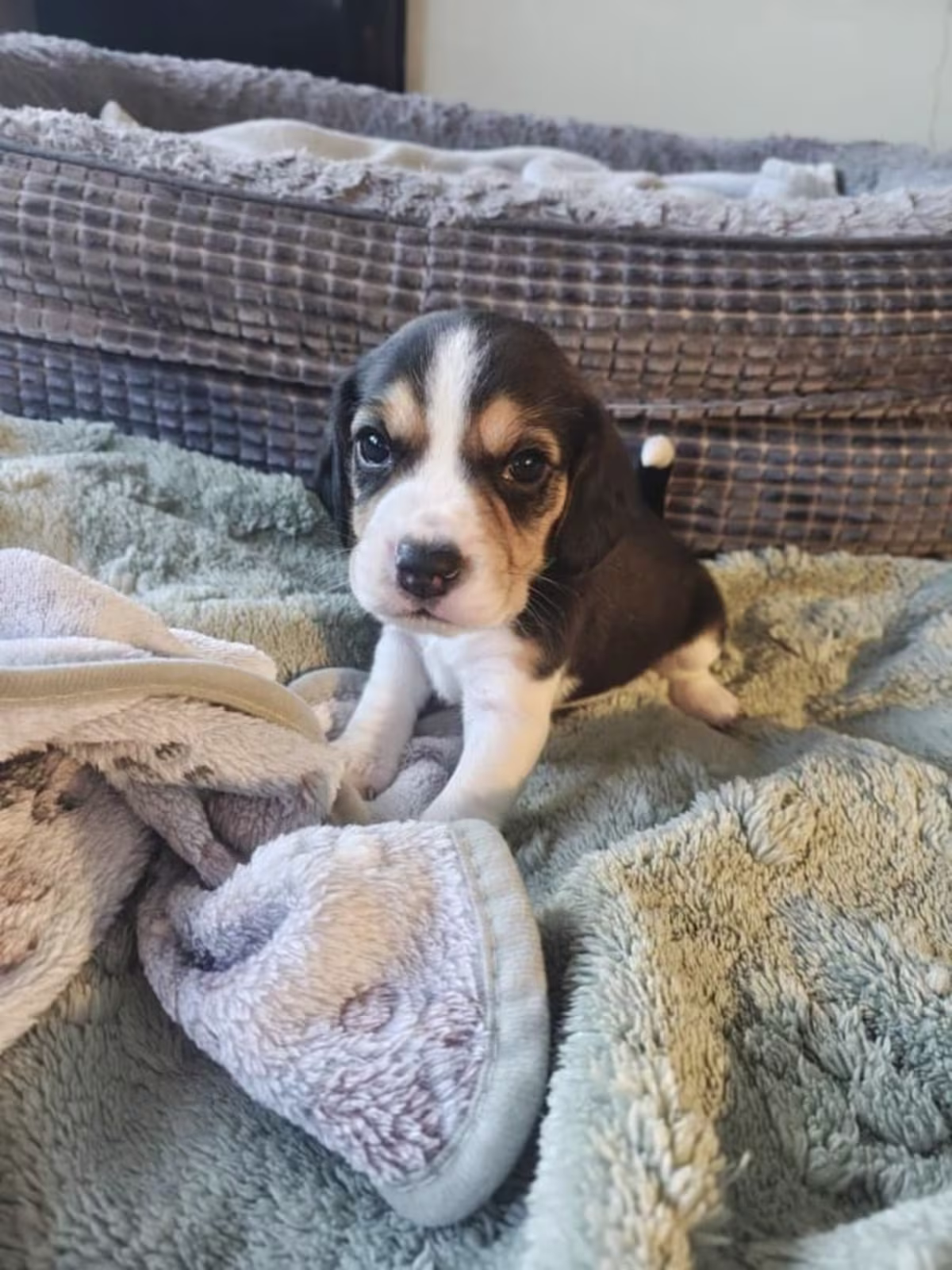 Kc registered beagles