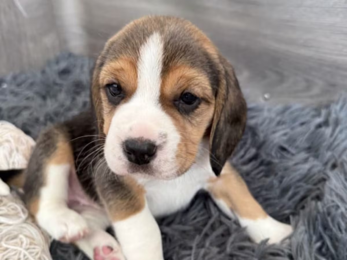 Health Tested Beagle Puppies