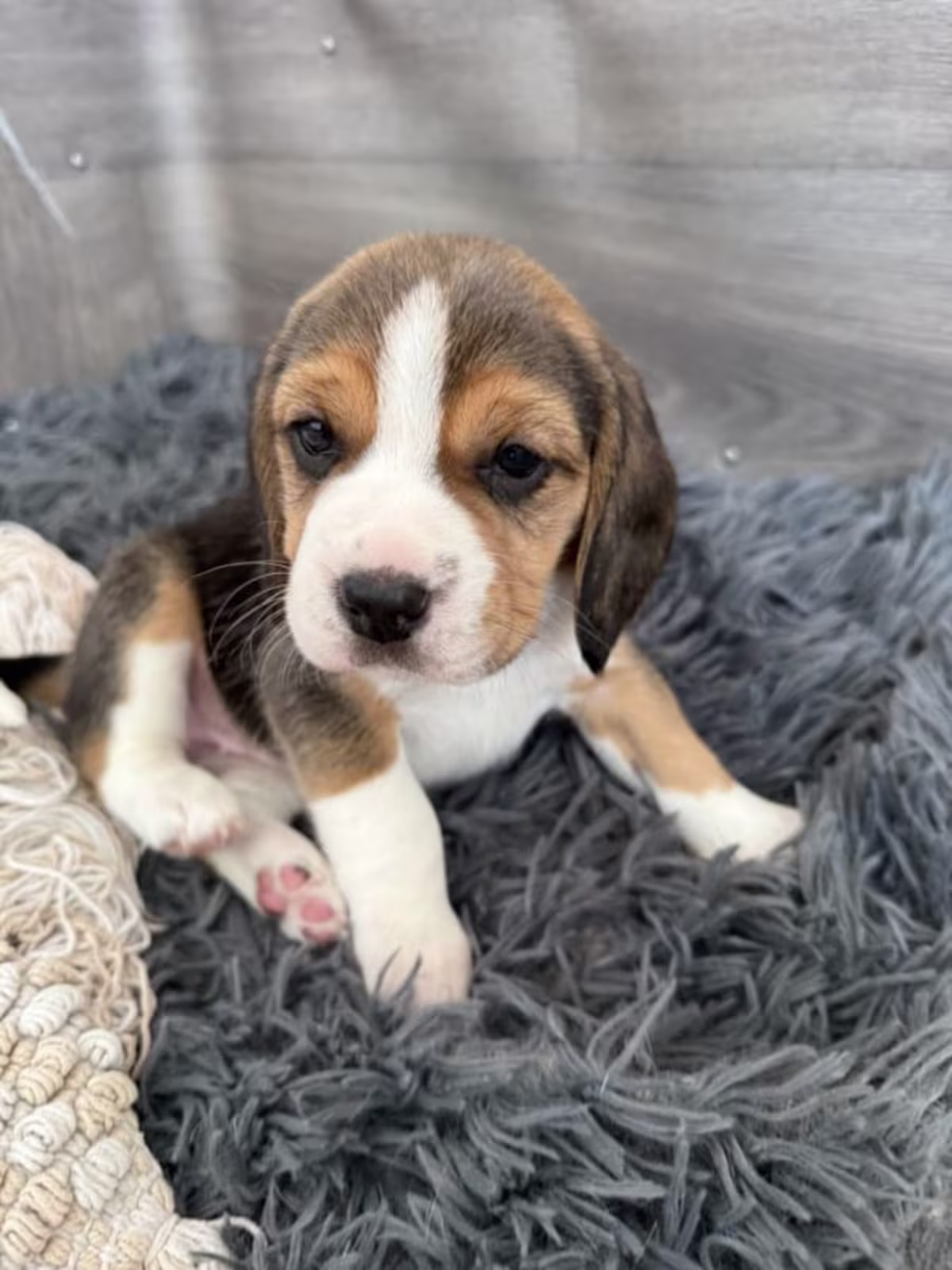 Health Tested Beagle Puppies