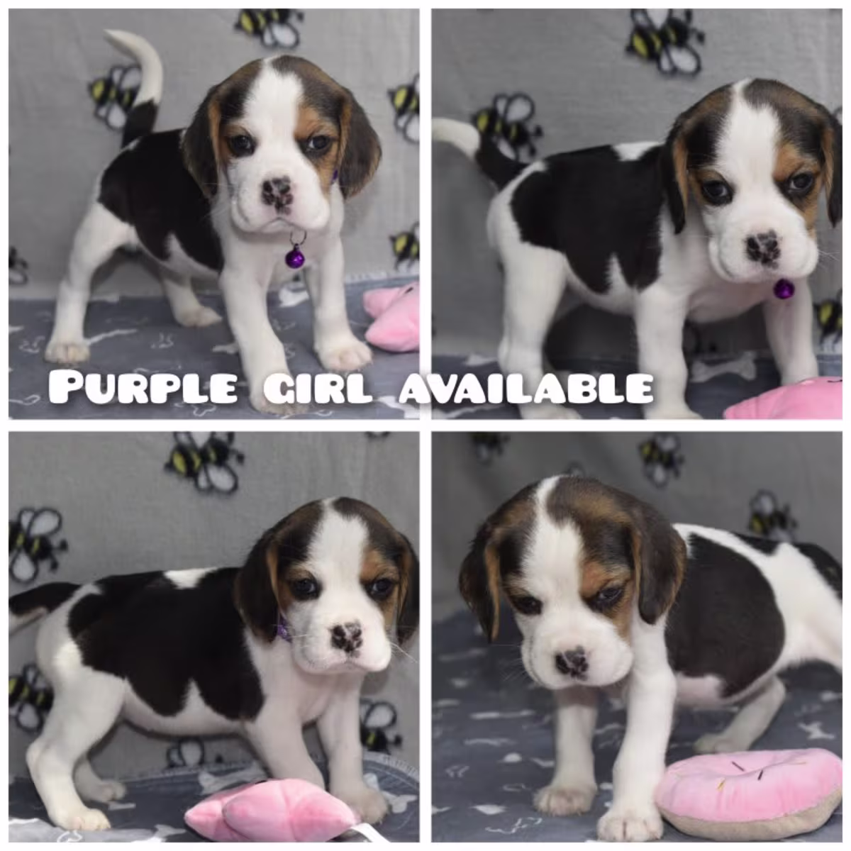 Loving Home Beagle puppies