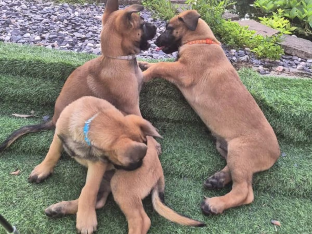 5 Belgian Malinois puppies