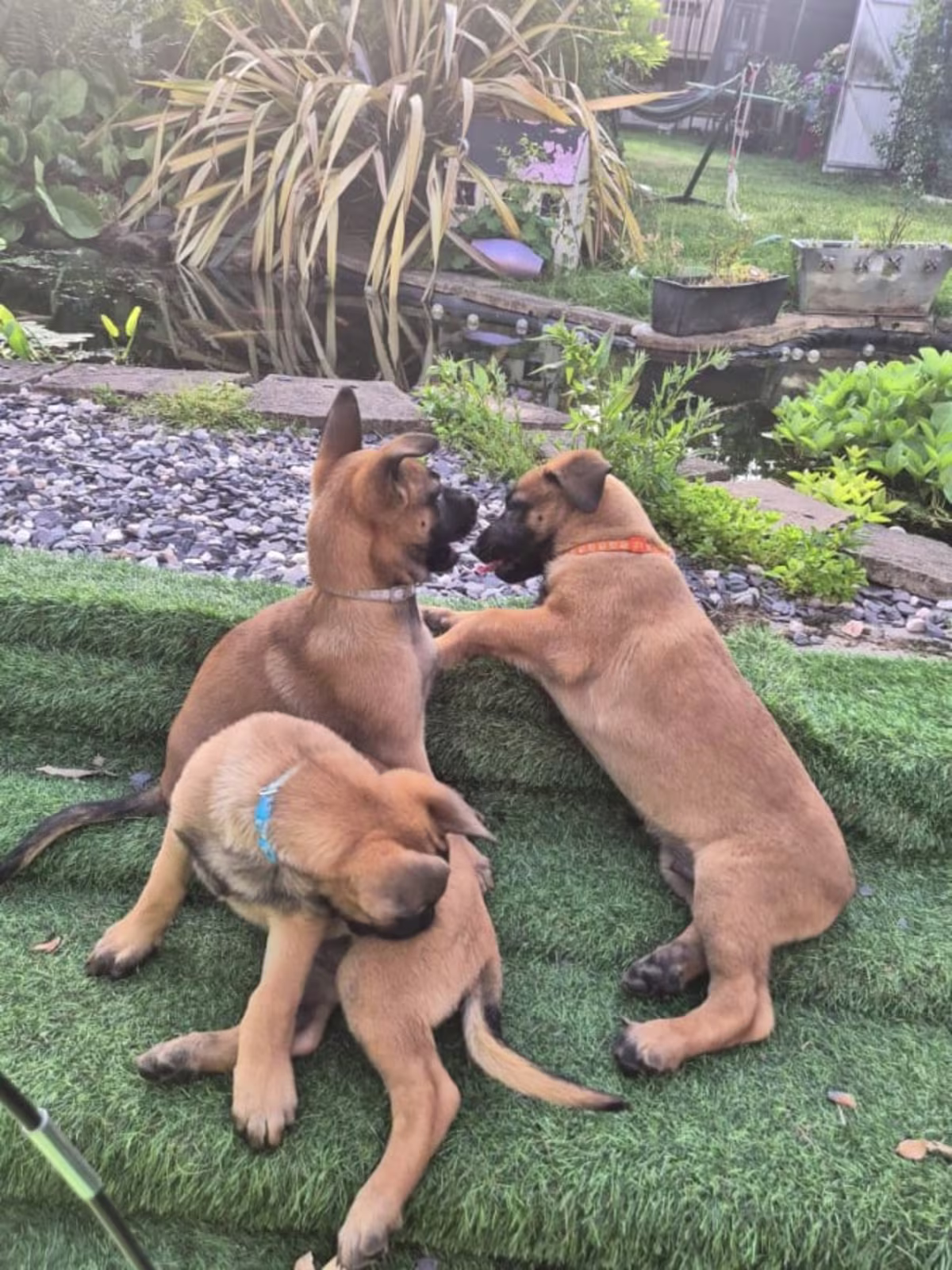 5 Belgian Malinois puppies