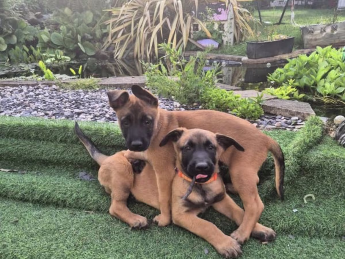 Beautiful Belgian Malinois Puppies