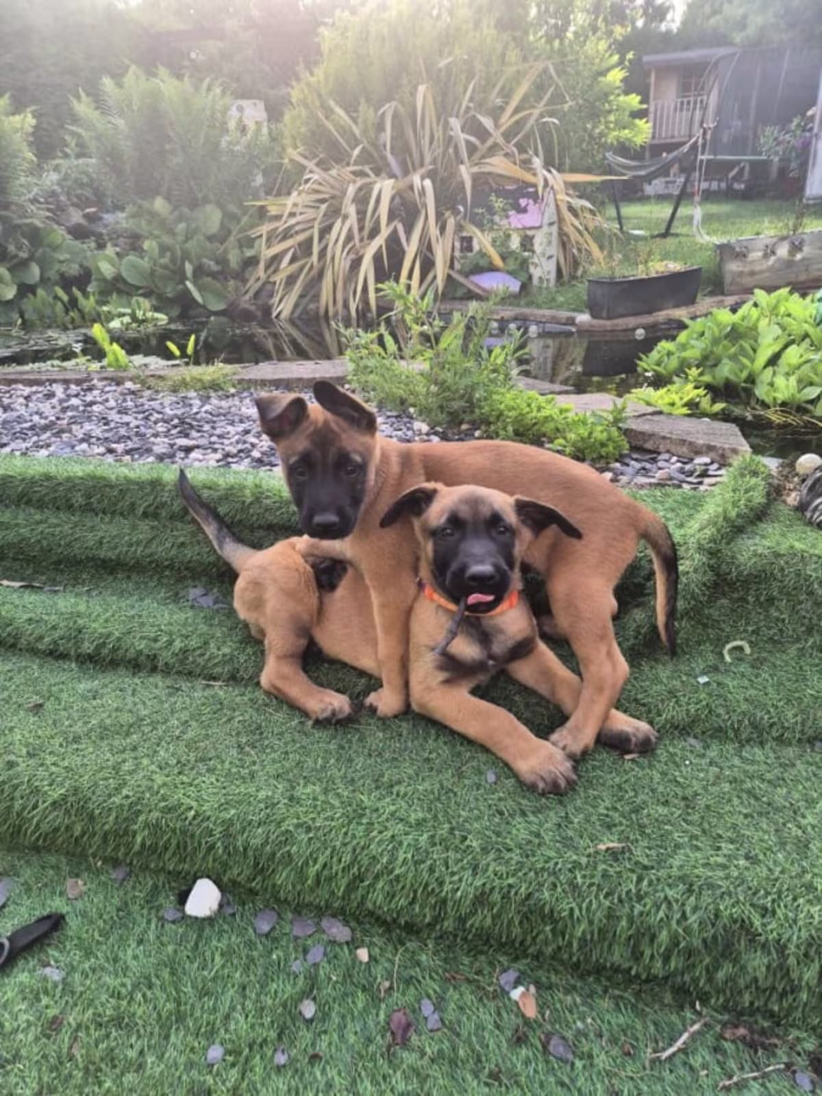 Beautiful Belgian Malinois Puppies