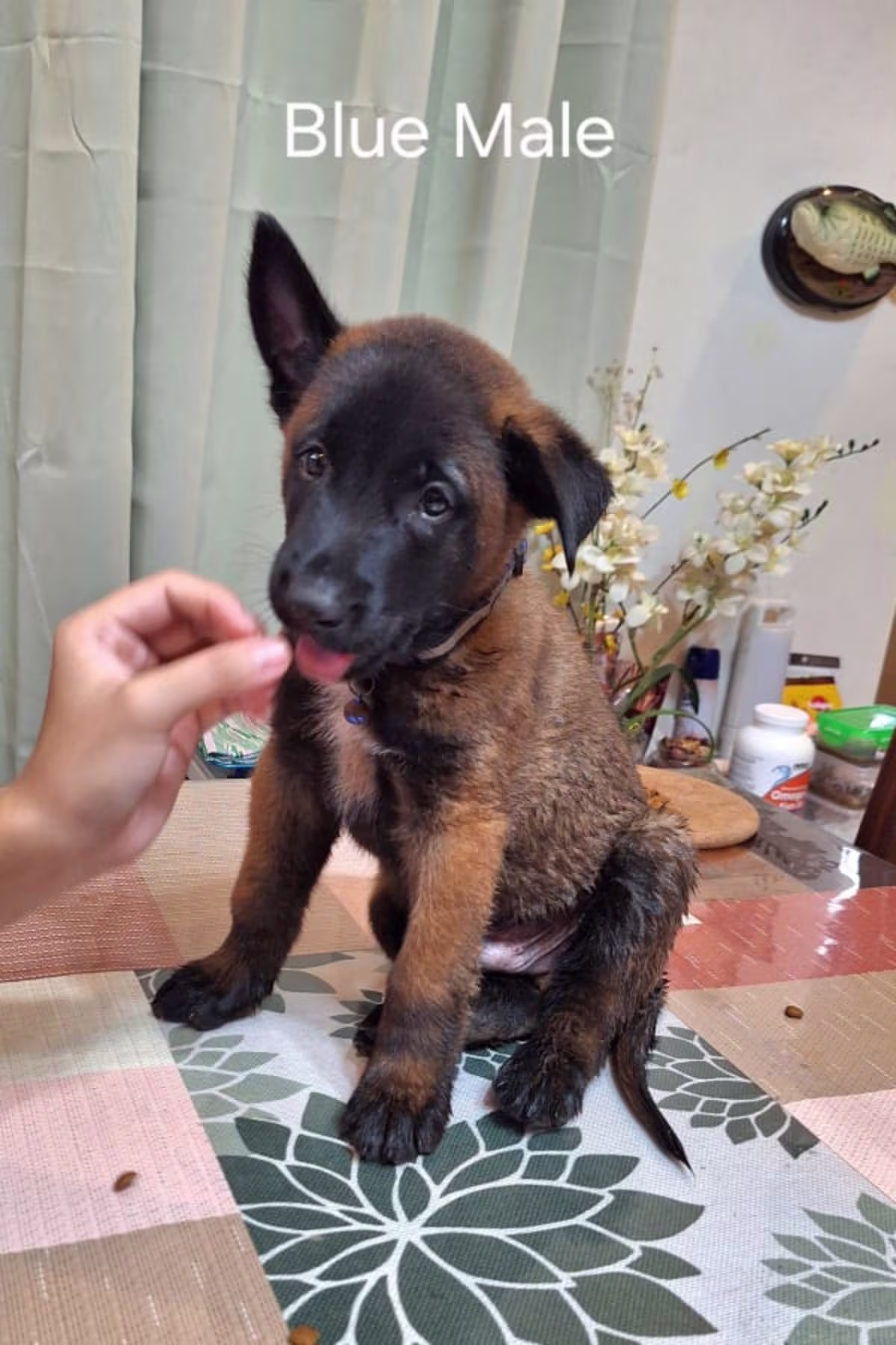 San Antonio Zambales,Malinois Puppies looking for new home
