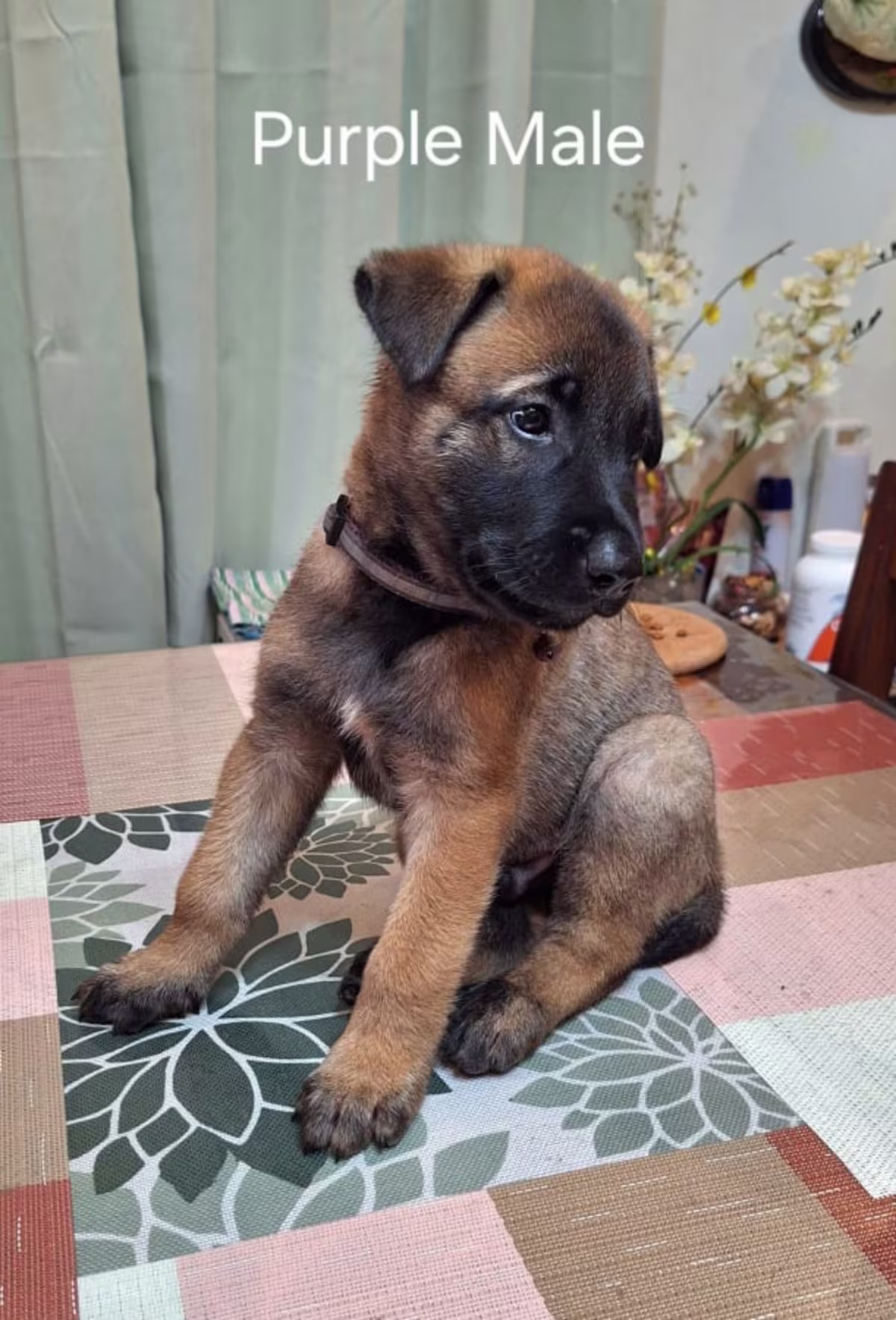 San Antonio Zambales,Malinois Puppies looking for new home 3
