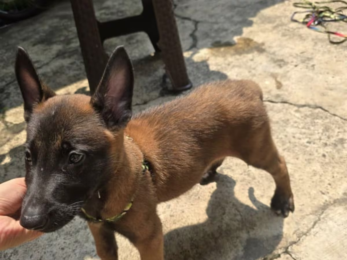 3 Male and 2 Female Belgian Malinois Puppy going 3 Months