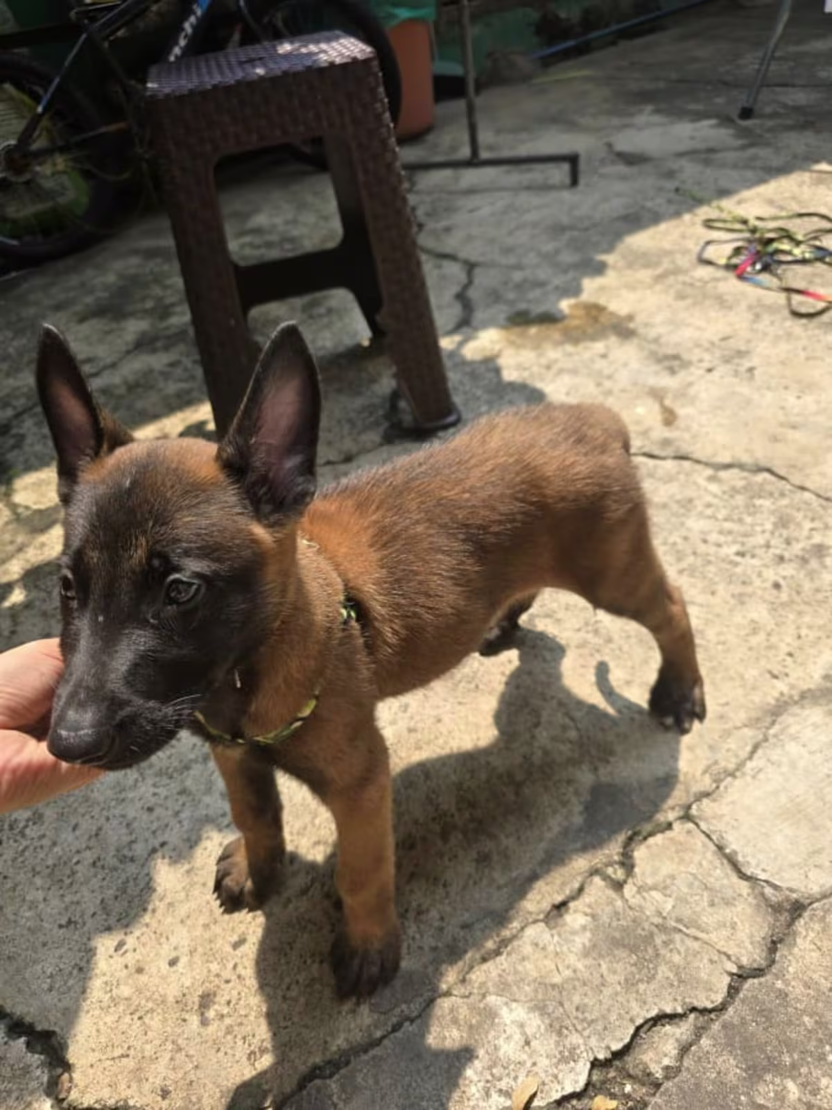 3 Male and 2 Female Belgian Malinois Puppy going 3 Months