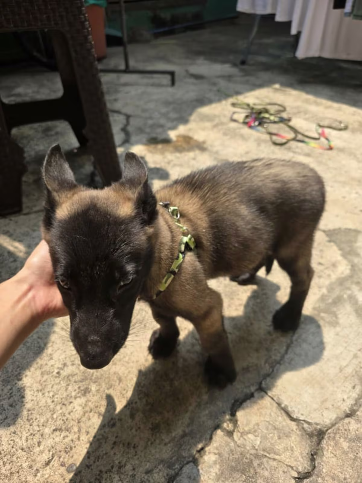 3 Male and 2 Female Belgian Malinois Puppy going 3 Months 2