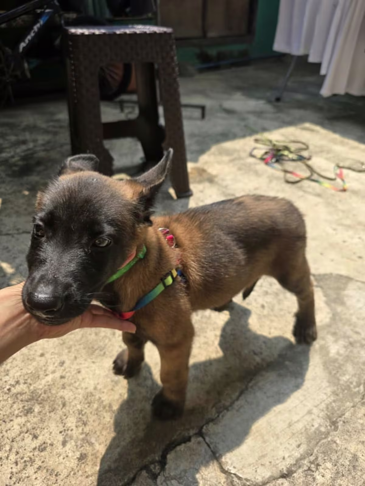 3 Male and 2 Female Belgian Malinois Puppy going 3 Months 3