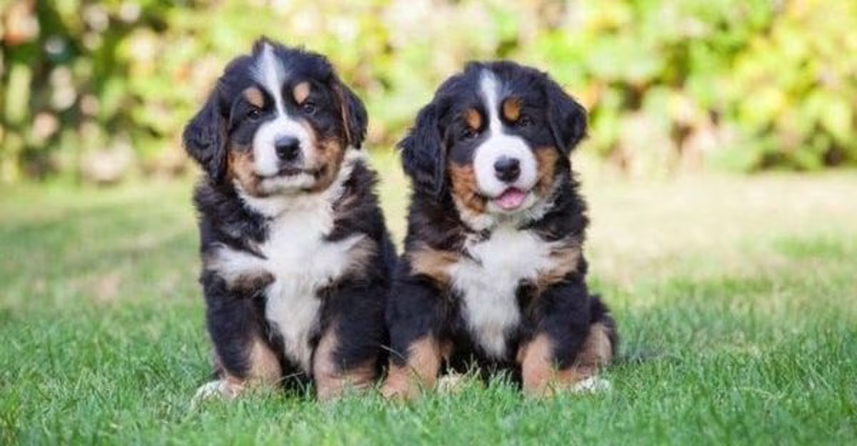 Bernese Mountain Puppies