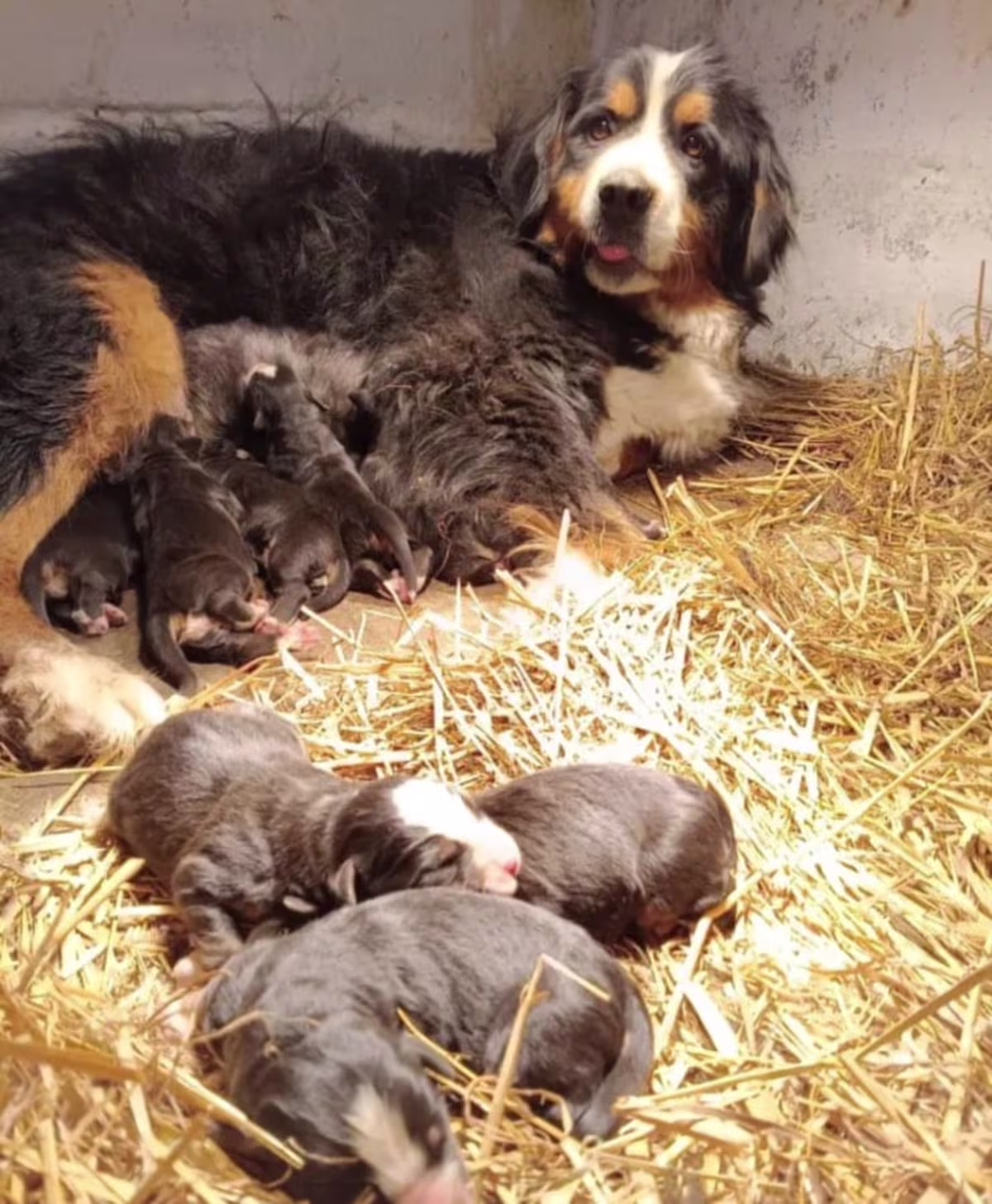 Bordernese Puppies ready
