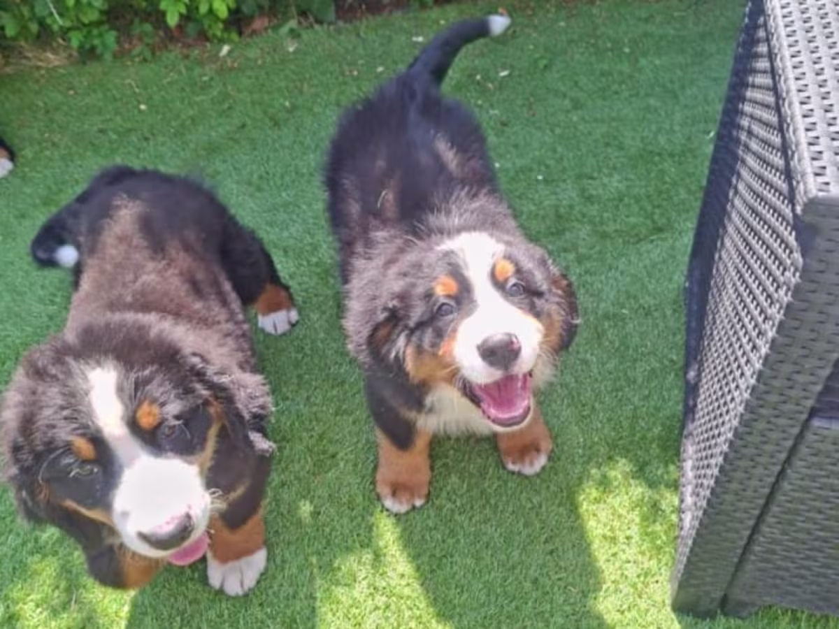 Bernese Mountain Puppies 2 left