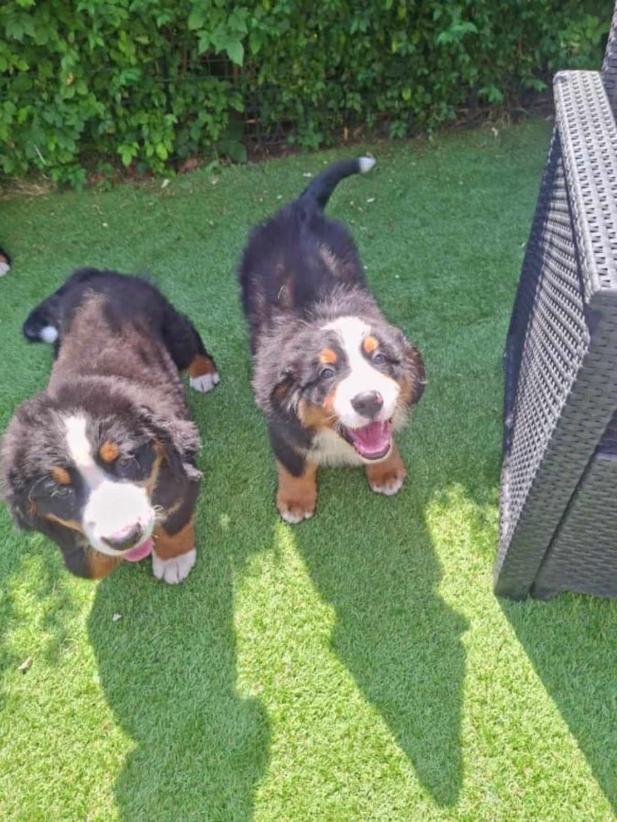 Bernese Mountain Puppies 2 left