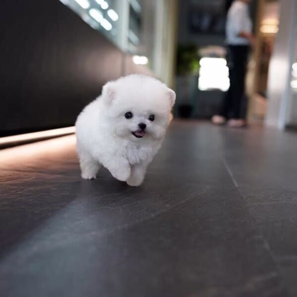 Exquisite Bichon Frise Puppies