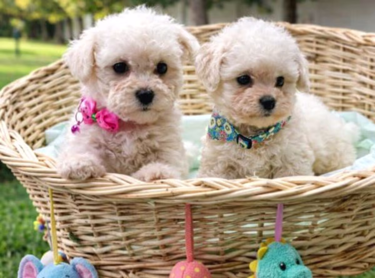 Bichon frise puppies WhatsApp:( +63-945-135-8253 )