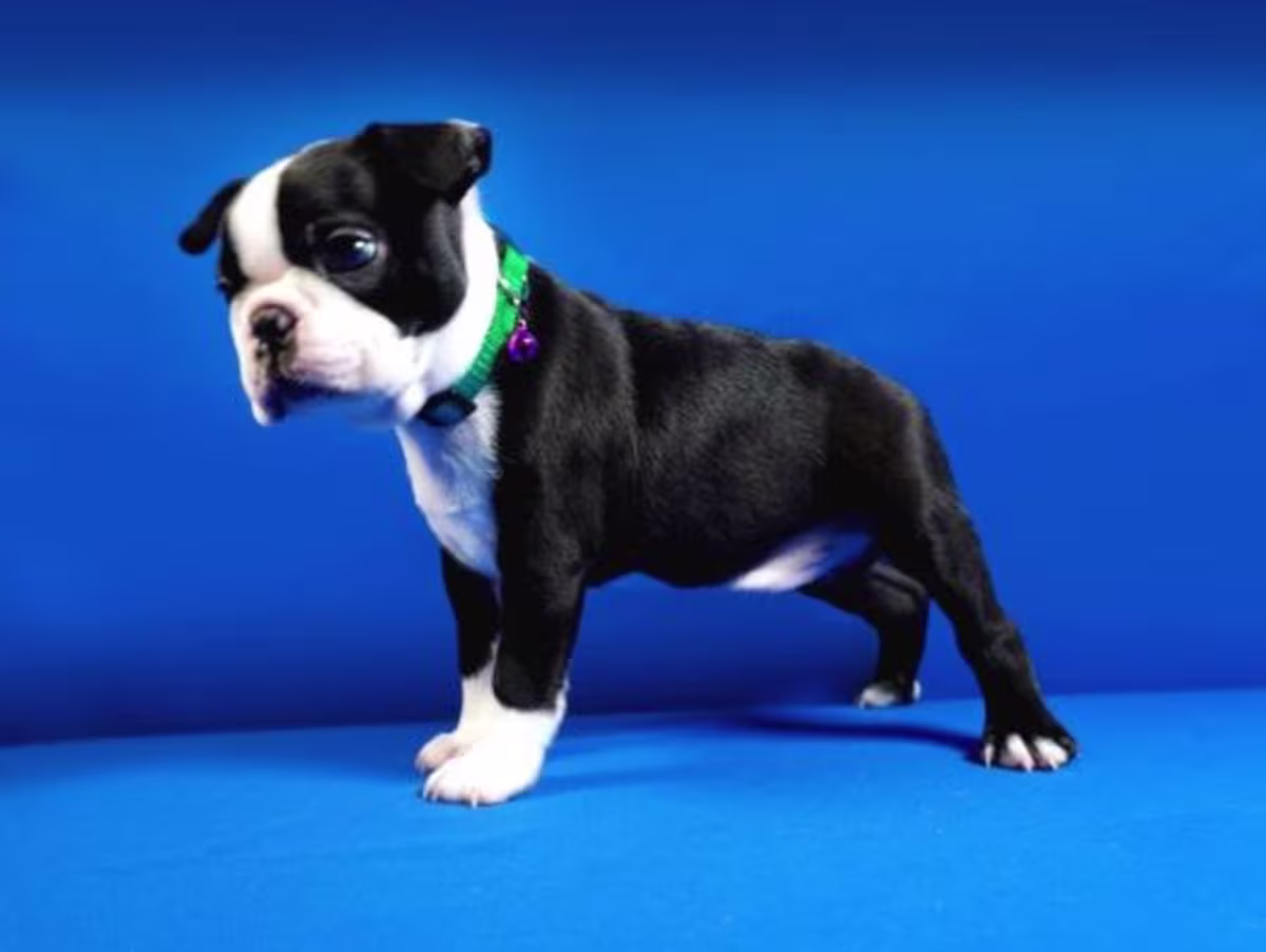 Boston Terrier puppies WhatsApp:( +63-945-135-8253 )