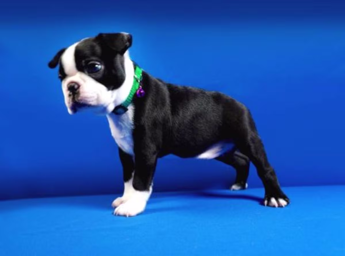 Boston Terrier puppies WhatsApp:( +63-945-135-8253 )