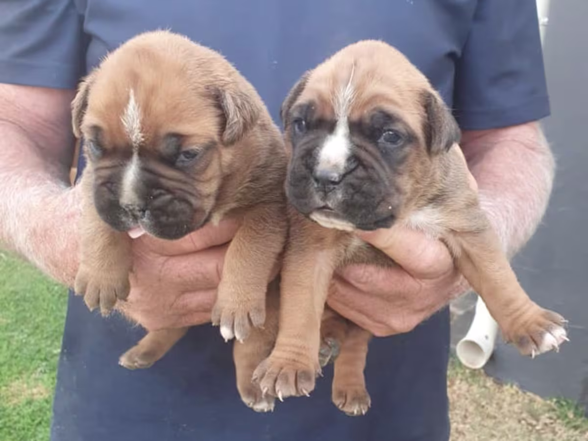 KC Reg Boxer Puppies 5 generations