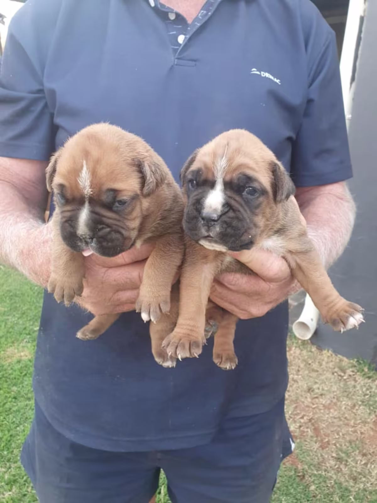 KC Reg Boxer Puppies 5 generations