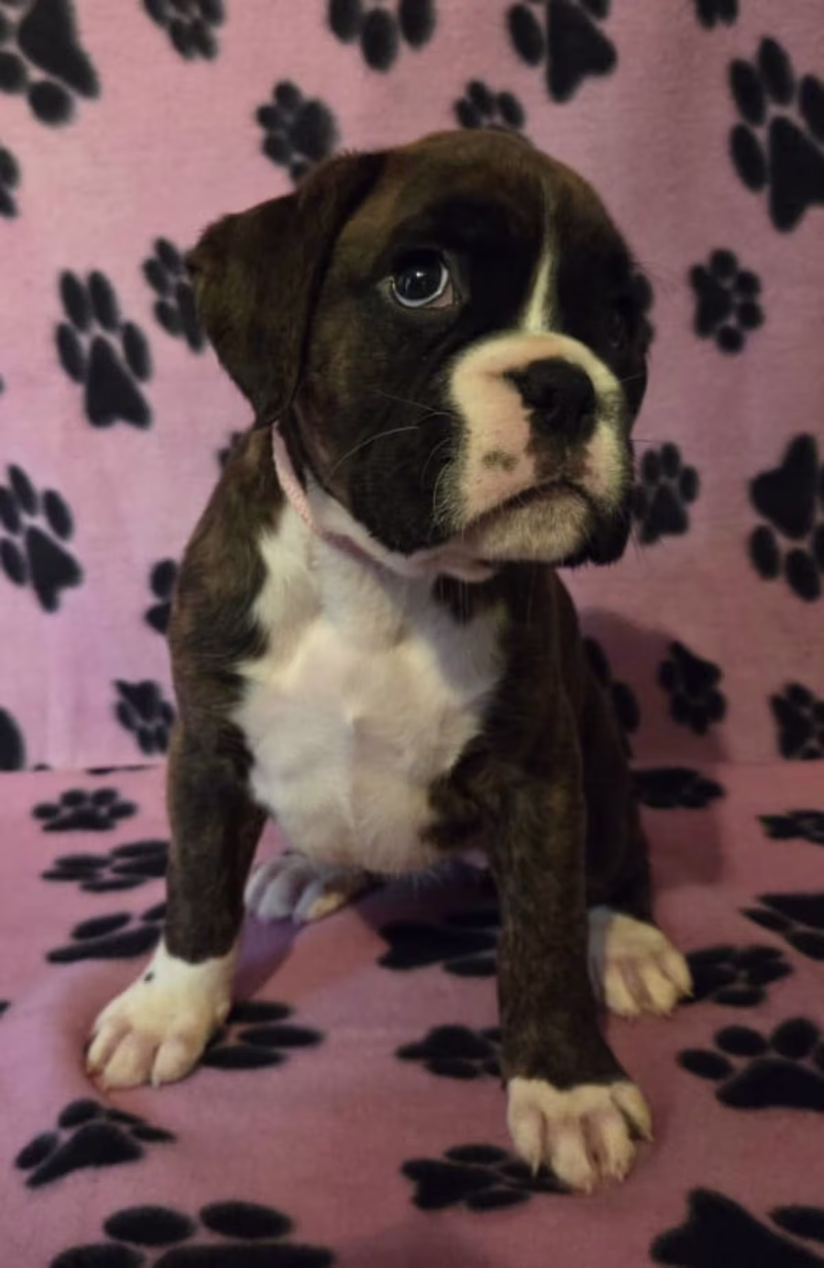 KC Reg Boxer Puppies