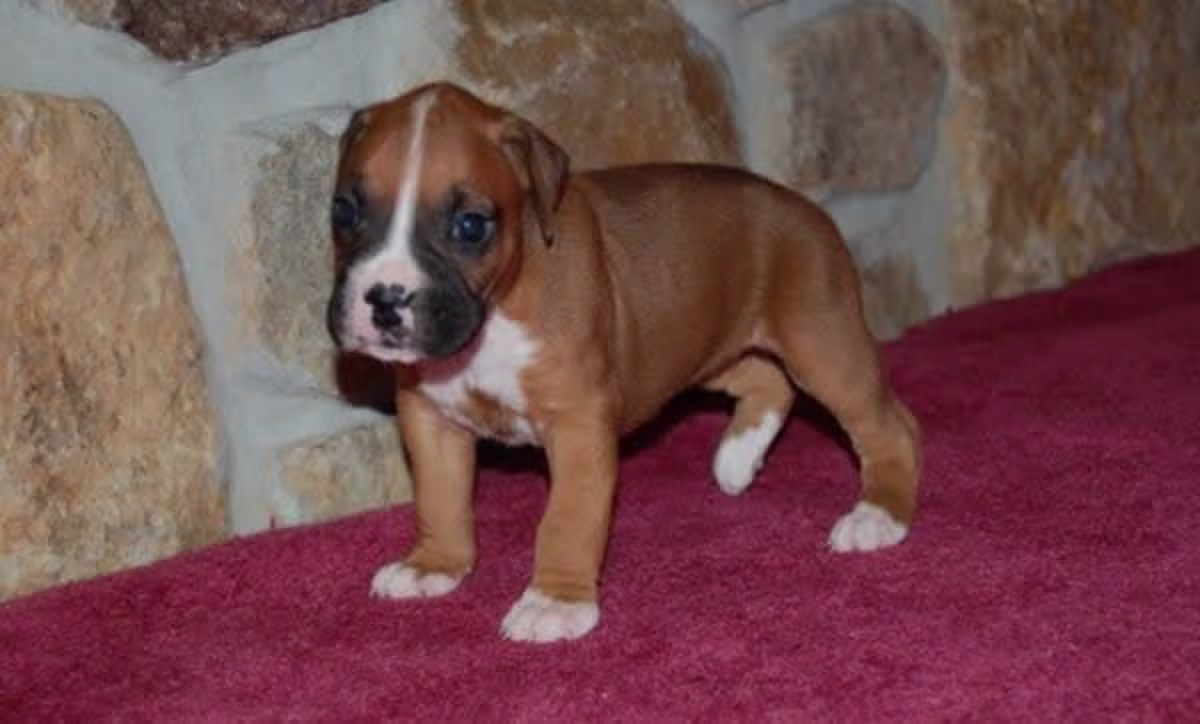 Cute Boxer Puppies