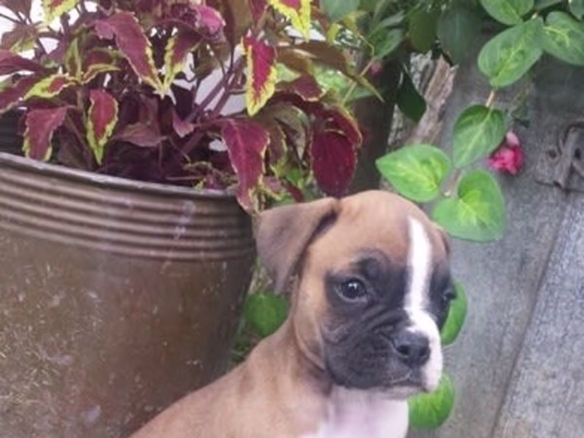 Amazing Micro Teacup Boxer Pups Contact  email: mercymillo38@gmail.com