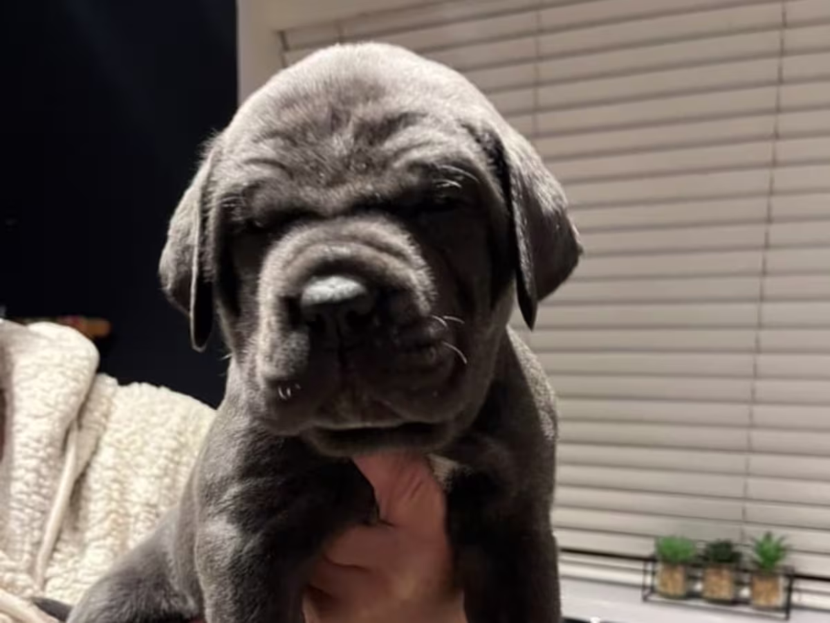 Cane Corso for re homing 2 Left 