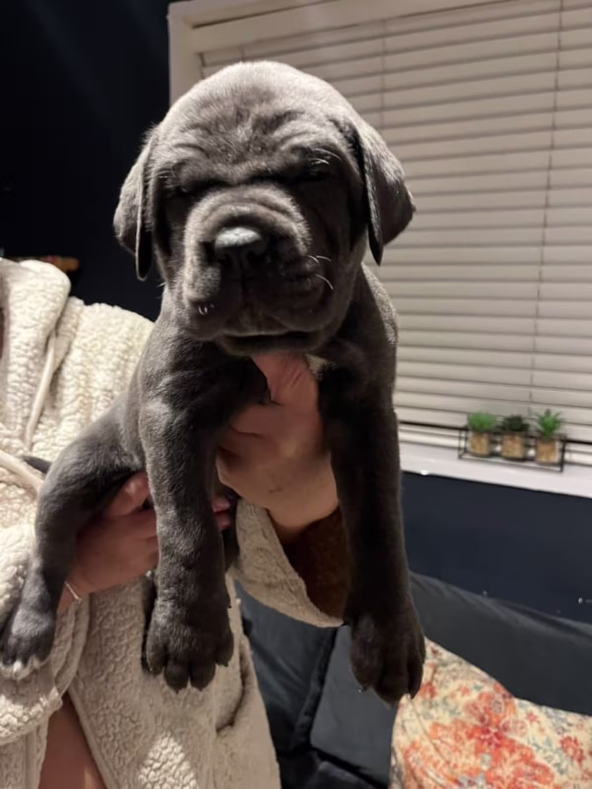 Cane Corso for re homing 2 Left 