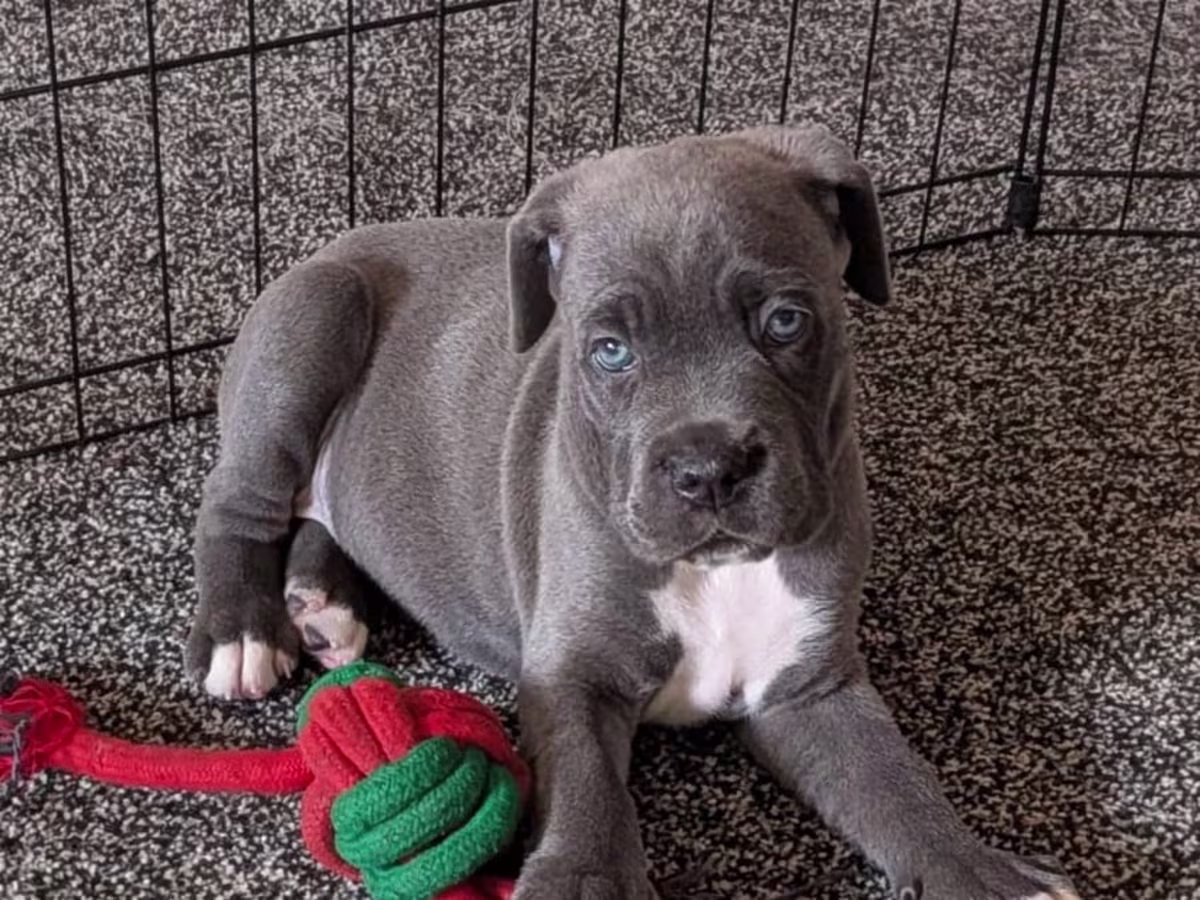 Cane Corso Puppies – Quality