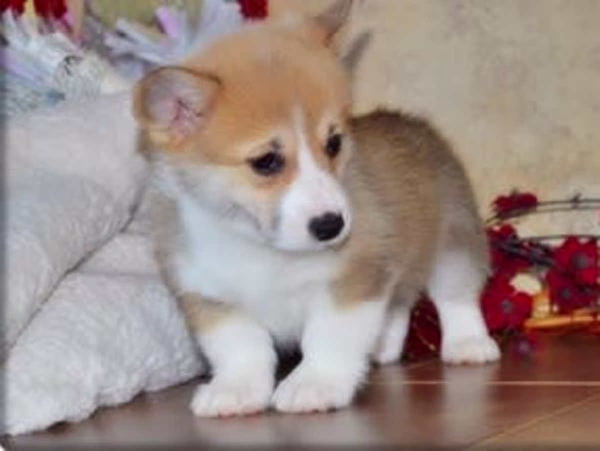 Welsh corgi puppies WhatsApp me :( +63-935-095-7015)