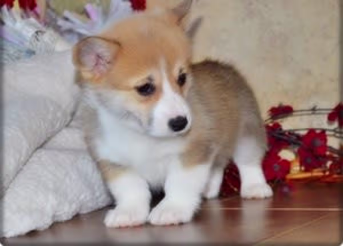 Welsh corgi puppies WhatsApp me :( +63-935-095-7015) 2