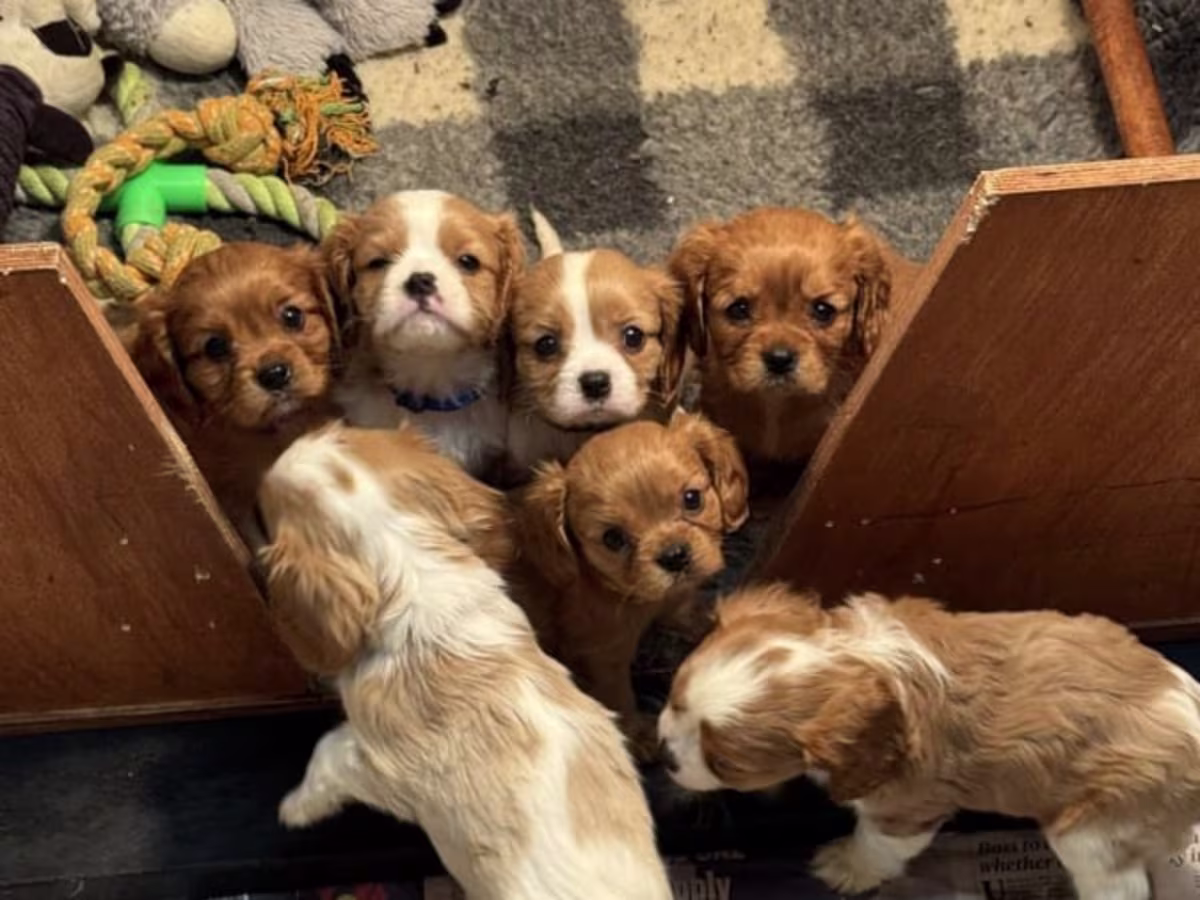 Fluffy, Healthy Cavalier king charles spaniels